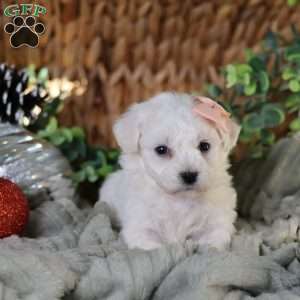 Tiny-Holly, Bichon Frise Puppy